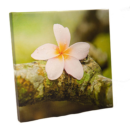Pure Beauty printed on Canvas