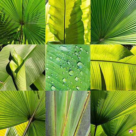 Green Flavor