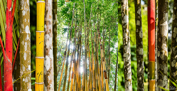Bamboo for Life