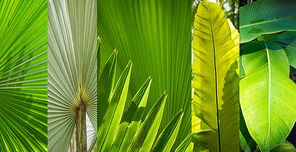 Green Euphoria