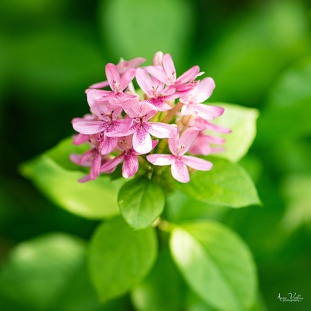 La Vie En Rose